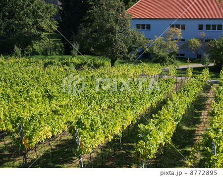 世界遺産　ドイツ　バンベルク　ワイン畑 8772895