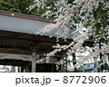 遠野常堅寺の桜 8772906
