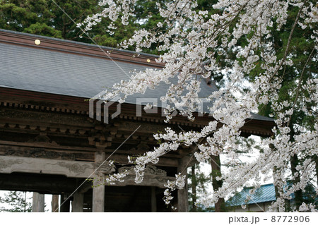 遠野常堅寺の桜 8772906