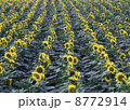 三本木のひまわり 8772914