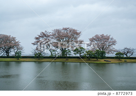 修学院離宮　上離宮　西浜の桜並木 8772973