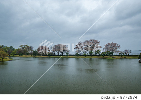 修学院離宮　上離宮　西浜の桜並木 8772974