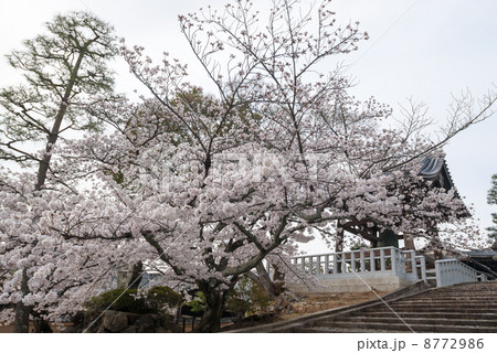 くろ谷　金戒光明寺 8772986