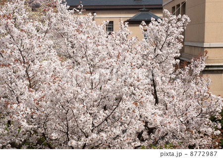 京都府庁旧本館　容保桜 8772987