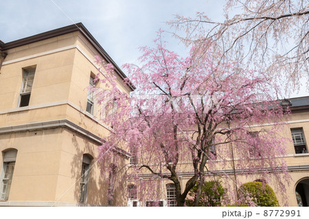 京都府庁旧本館　紅八重枝垂桜 8772991