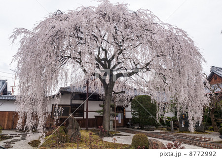 本満寺 枝垂れ糸桜 本満寺 枝垂れ糸桜 8772992