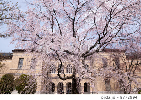 京都府庁旧本館 祇園枝垂桜 京都府庁旧本館 祇園枝垂桜 8772994