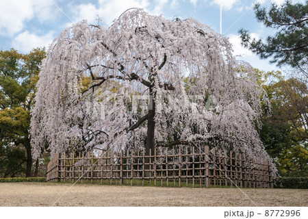京都御苑 出水の枝垂れ桜 京都御苑 出水の枝垂れ桜 8772996