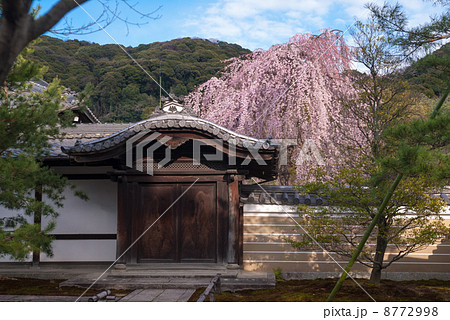 高台寺 唐門と枝垂れ桜 高台寺 唐門と枝垂れ桜 8772998