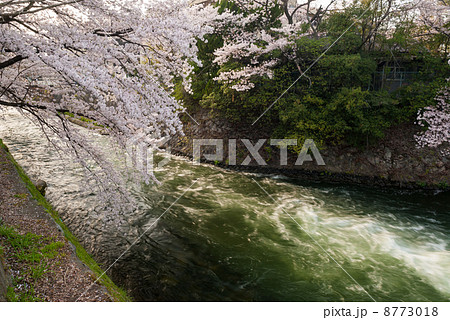琵琶湖疎水の桜並木 琵琶湖疎水の桜並木 8773018