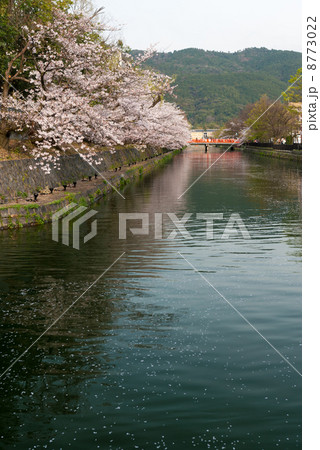 琵琶湖疎水の桜並木 8773022