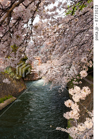 琵琶湖疎水の桜並木 琵琶湖疎水の桜並木 8773023