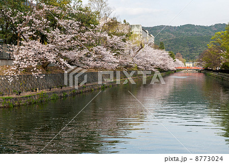 琵琶湖疎水の桜並木 8773024