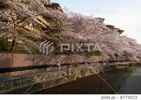 琵琶湖疎水の桜並木 8773025