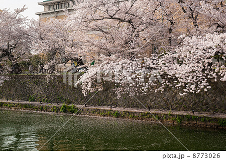 琵琶湖疎水の桜並木 琵琶湖疎水の桜並木 8773026