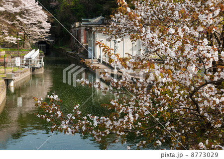 琵琶湖疎水の桜並木 8773029