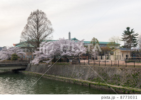 琵琶湖疎水の桜並木 8773031