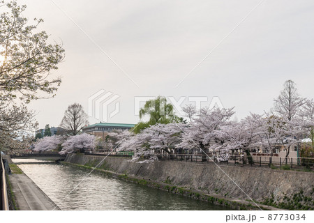 琵琶湖疎水の桜並木 8773034