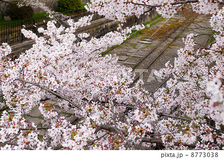 蹴上インクラインの桜 蹴上インクラインの桜 8773038