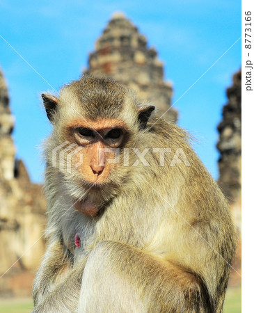 Portrait of a Monkey 8773166