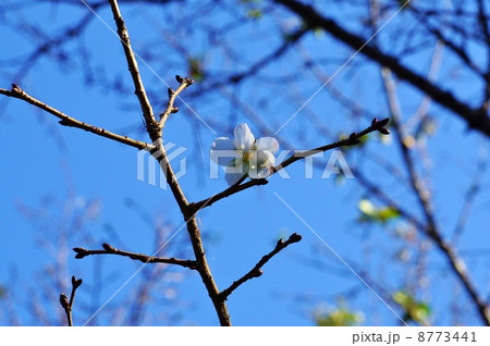 季節はずれの花・フユザクラの可憐な花1個・青空バック横位置 8773441