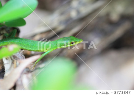 サキシマカナヘビ サキシマカナヘビ 8773847