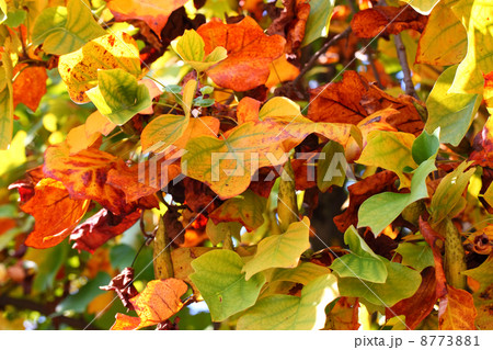 ユリノキの紅葉 ユリノキの紅葉 8773881