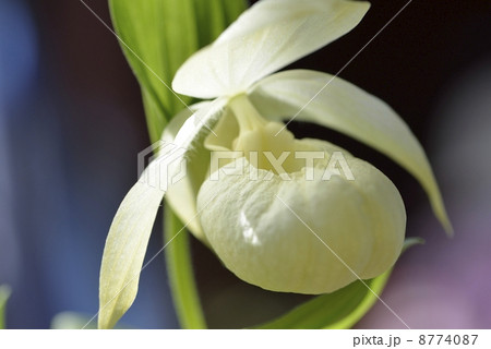 レブンアツモリソウ レブンアツモリソウ 8774087