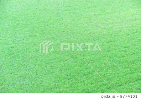 芝生 8774101