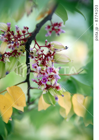 スターフルーツ 8774103