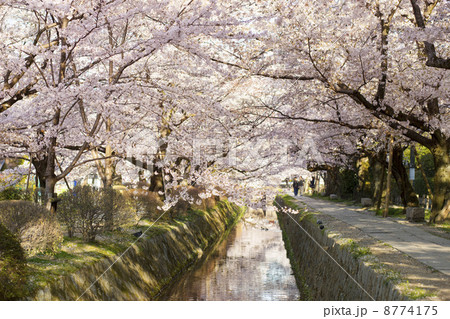 さくら 8774175