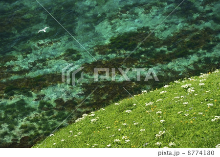 オホーツク海のカモメ 8774180