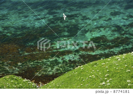 オホーツク海のカモメ 8774181