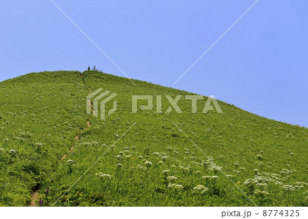 礼文島トレッキング 8774325