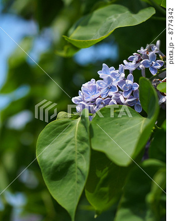 ライラック ライラック 8774342