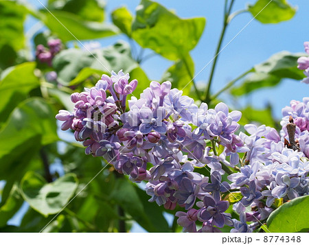 ライラック 8774348