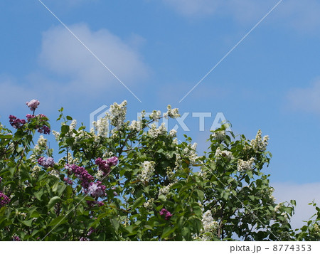 青空とライラック 8774353