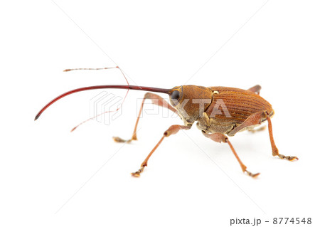 ツバキシギゾウムシ 8774548