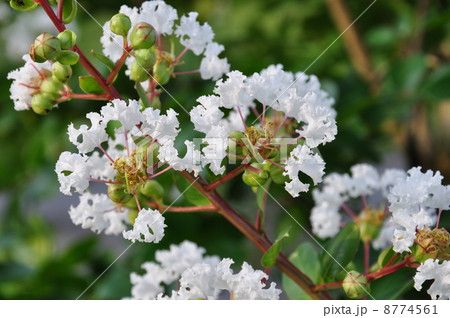 サルスベリ 8774561