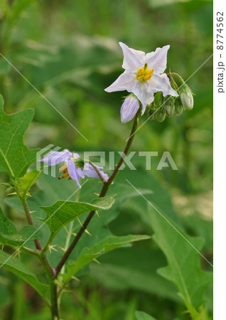 ワルナスビ 8774562