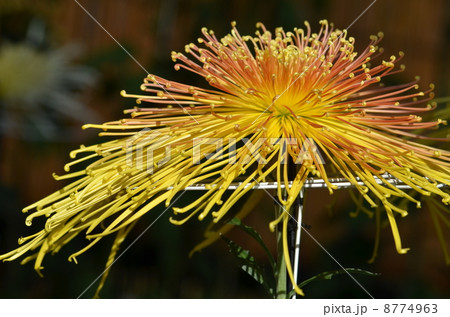 管物菊（聖光華宝） 8774963