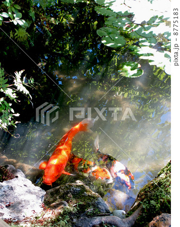池と錦鯉 8775183