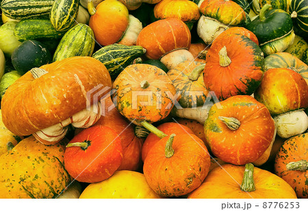 Various kinds of  pumkins harvest 8776253