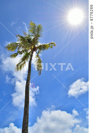 ヤシの木　青空 8776266
