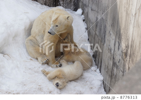 シロクマの双子の赤ちゃん 8776313