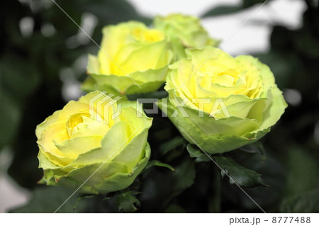 バラ　ザズ　（2013新品種） 8777488