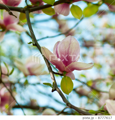 Magnolia flowers 8777617