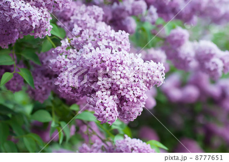 Branch of lilac flowers Branch of lilac flowers 8777651