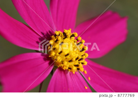 秋桜 秋桜 8777769