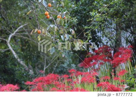 彼岸花と柿 8777772